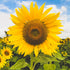 Sunflower Seeds